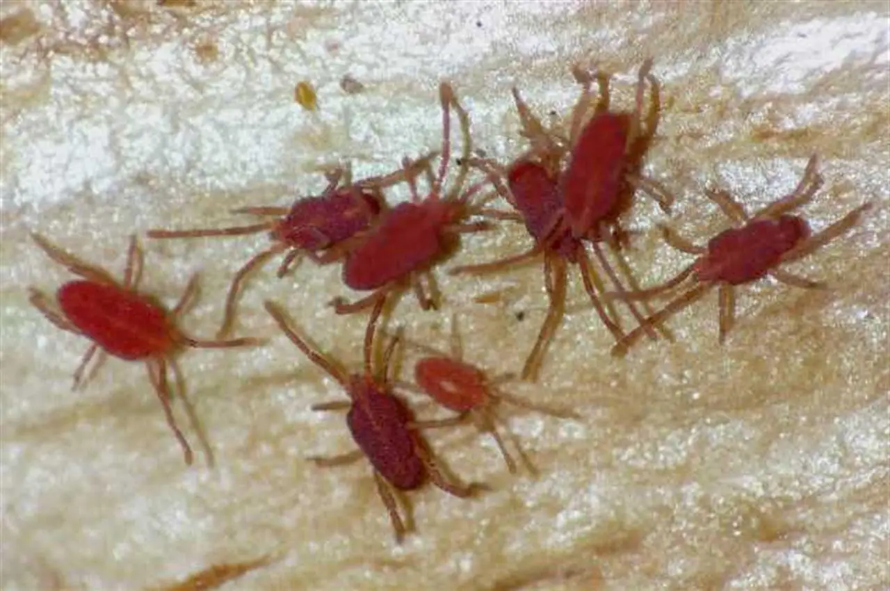 Attenzione a questi parassiti: distruggono le radici