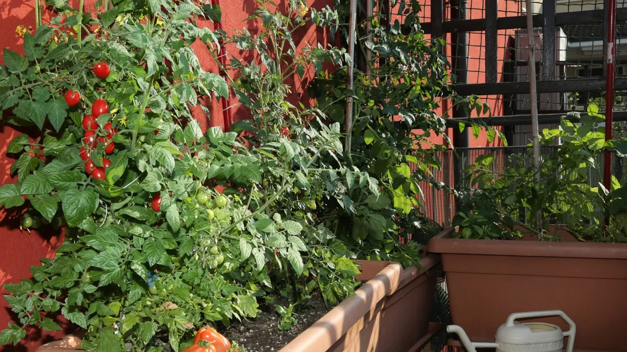 Come avere un orto anche in terrazzo