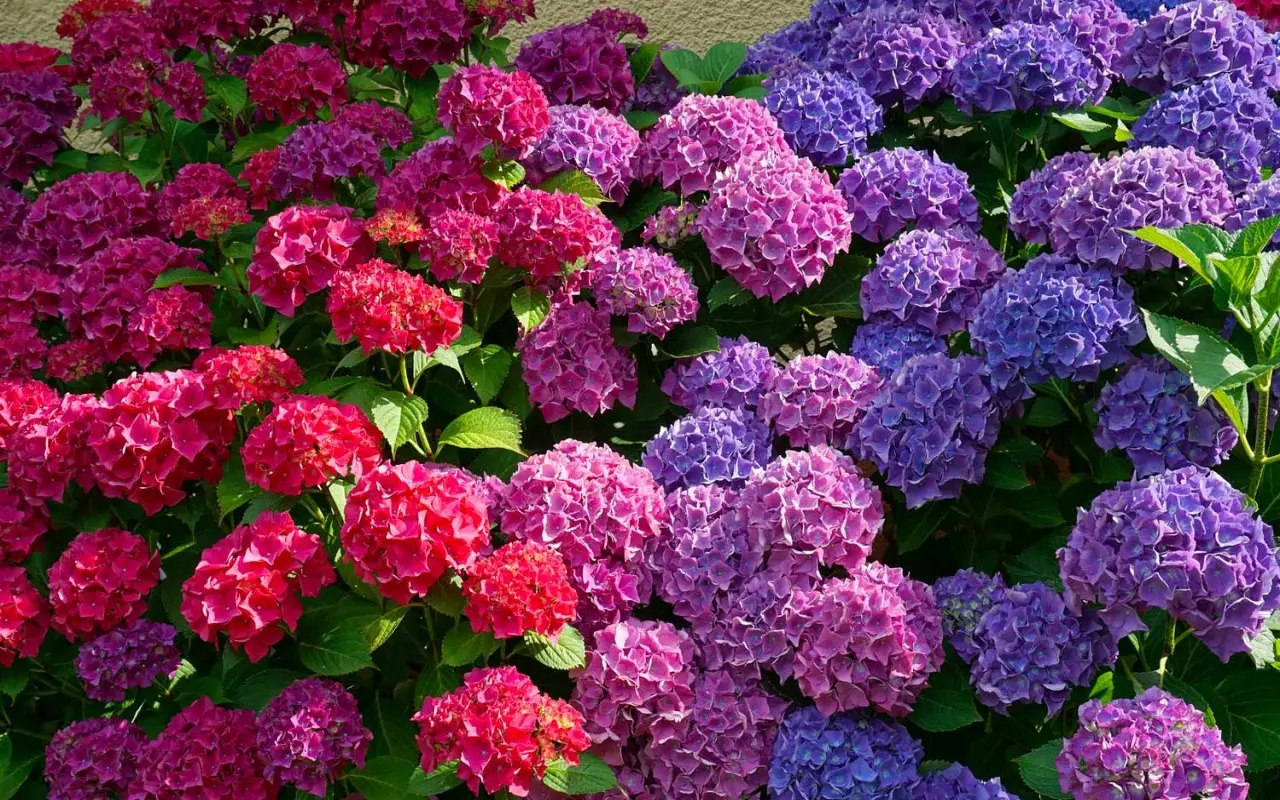 Come avere ortensie dai colori perfetti